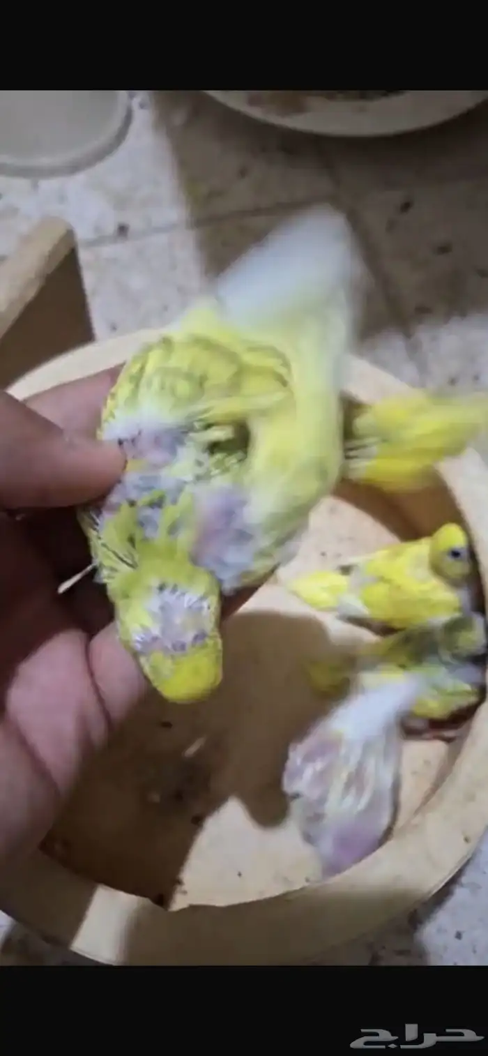 فروخ بادجي للبيع 11