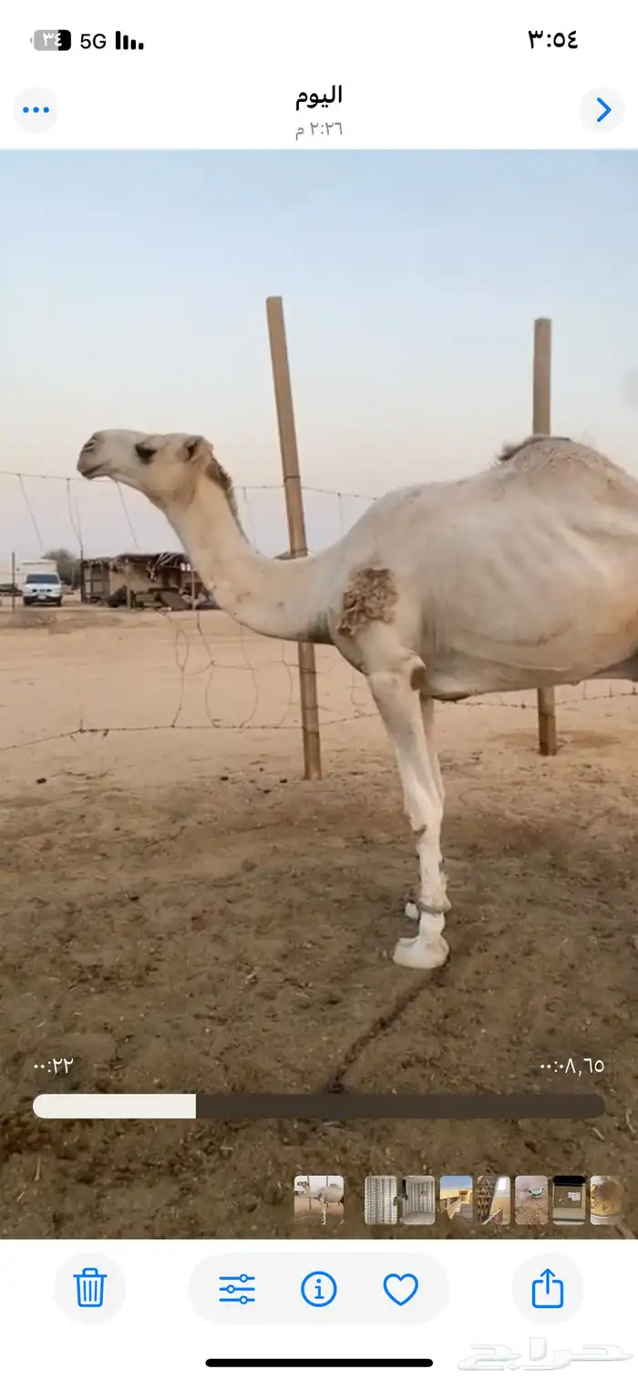 قعود جذع 3