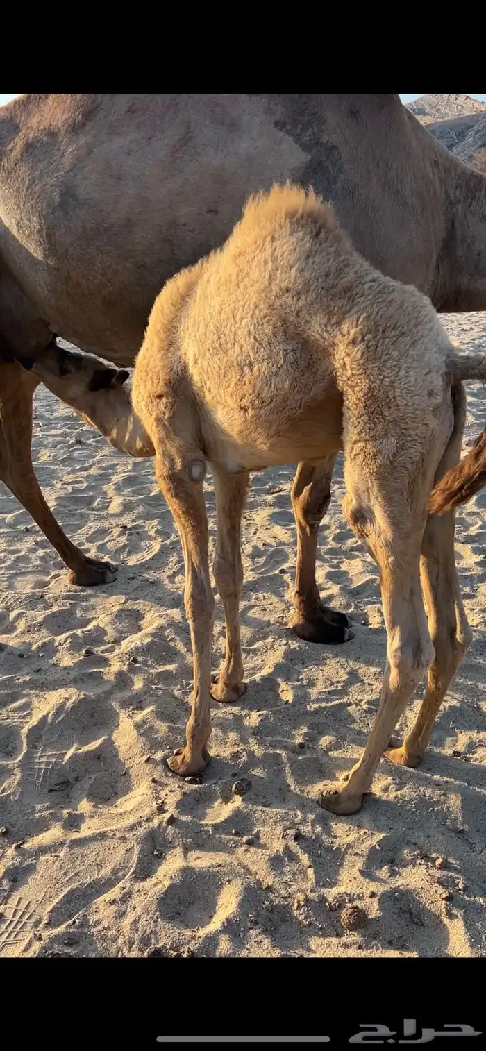 ناقه حمرا مجموع حليب 0