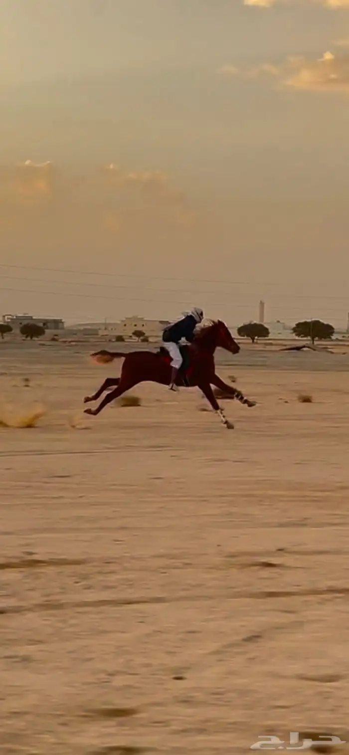 حصان عربي ( واهو ) 2