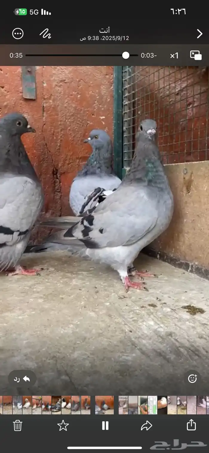 اجواز وفرايد حمام 3