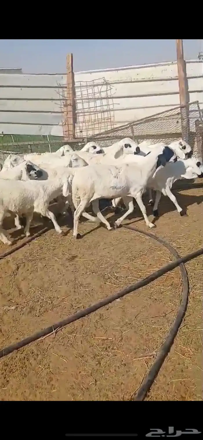 للبيع ذبايح سواكن مرابي شرط البيع تفريد او جمله 1