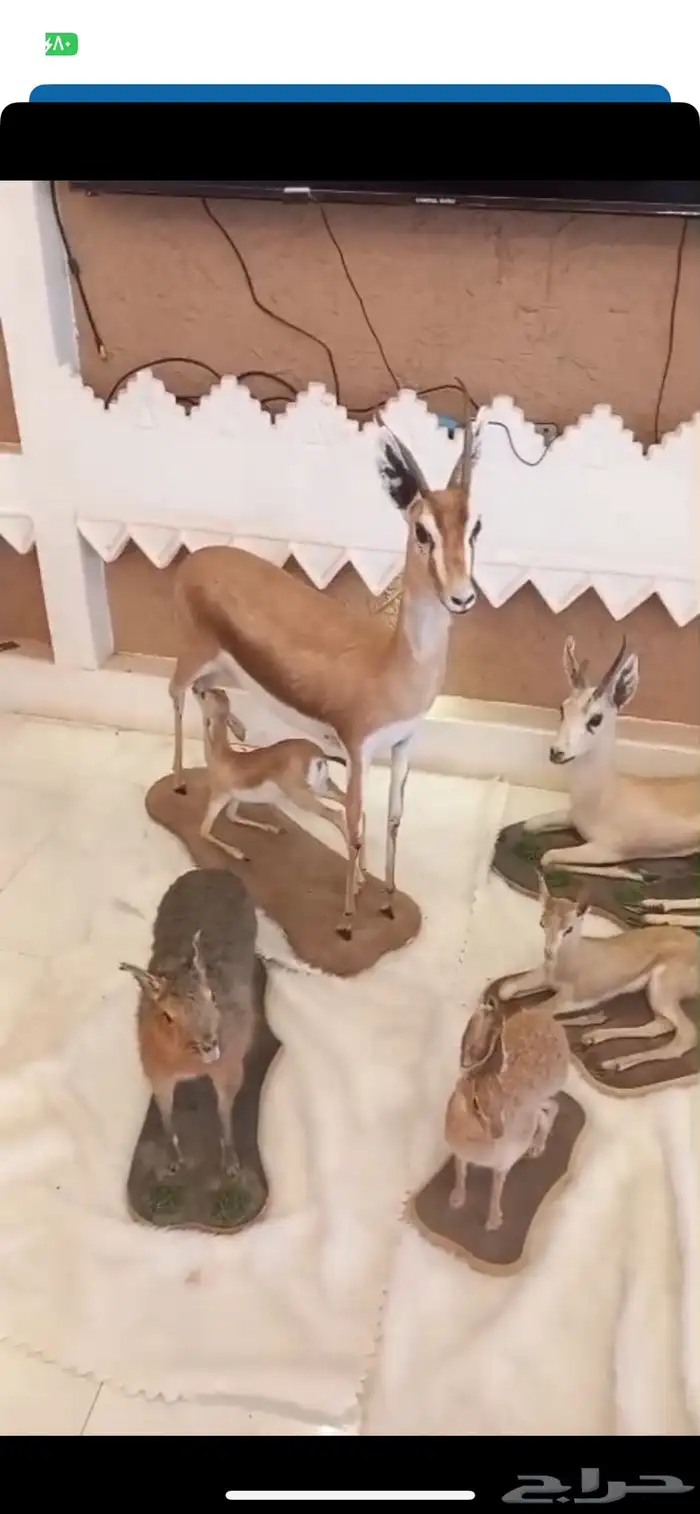 تحف فنيه محنطه نوادر 0