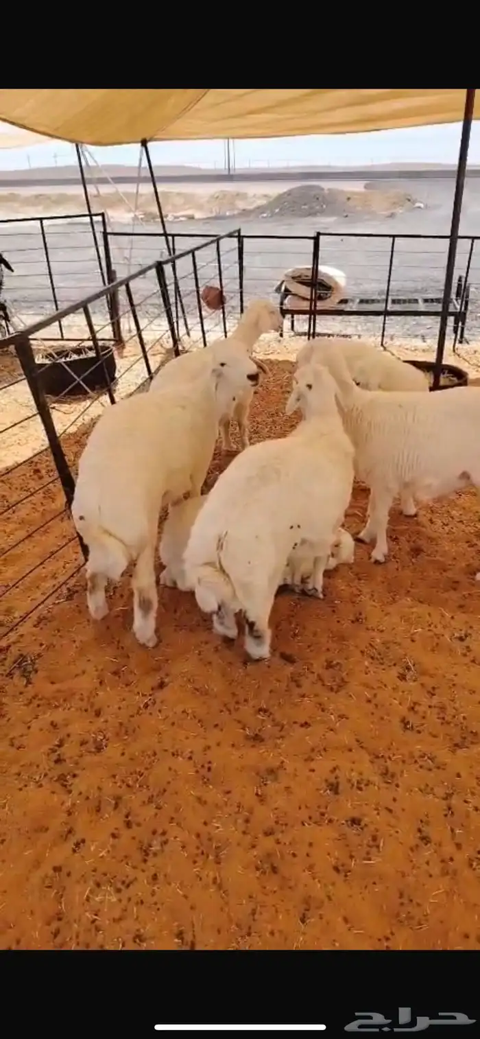 ذبايح ذبائح 6