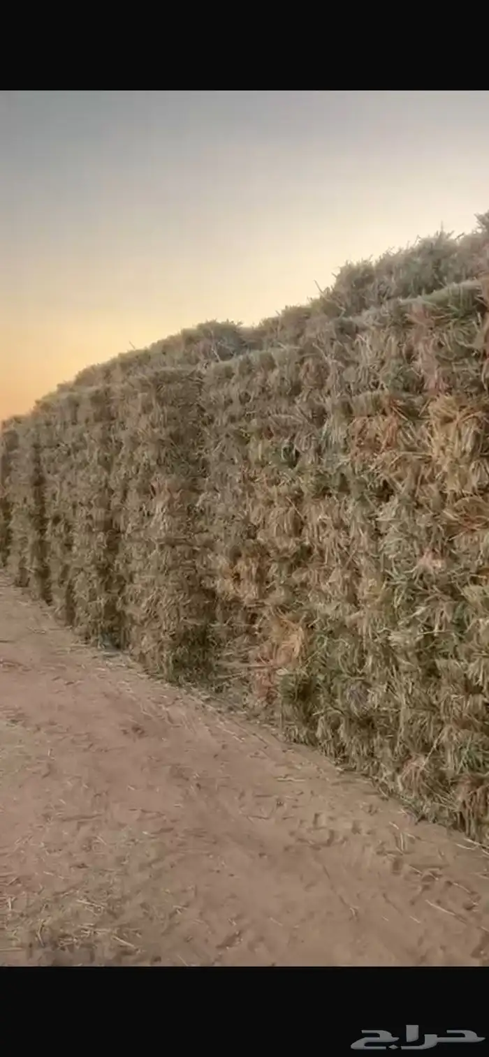 ذره طيبه شد من 80 الي 85 2