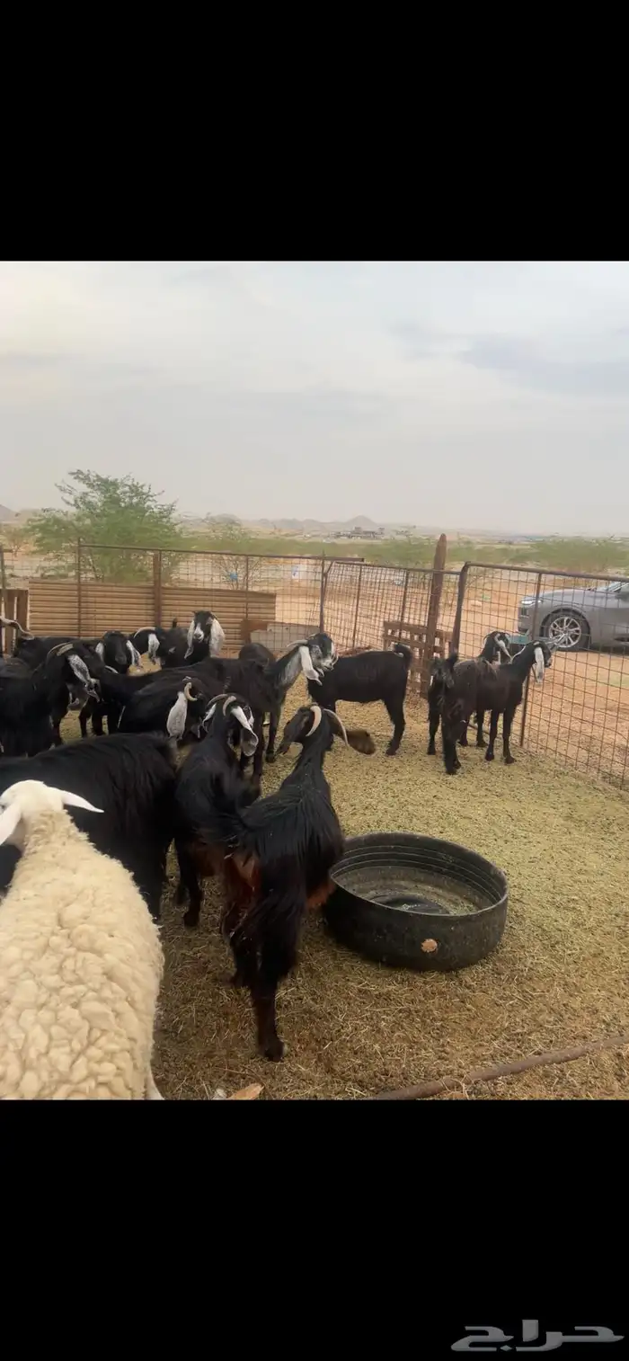 معزا عوارض 1