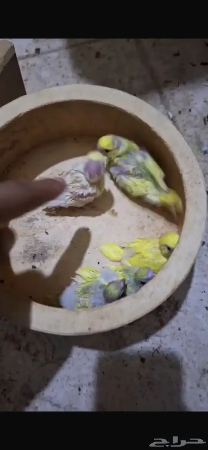 فروخ بادجي للبيع 15