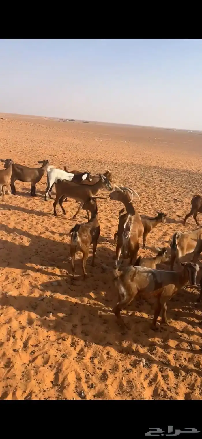 معزا جنبيه 9