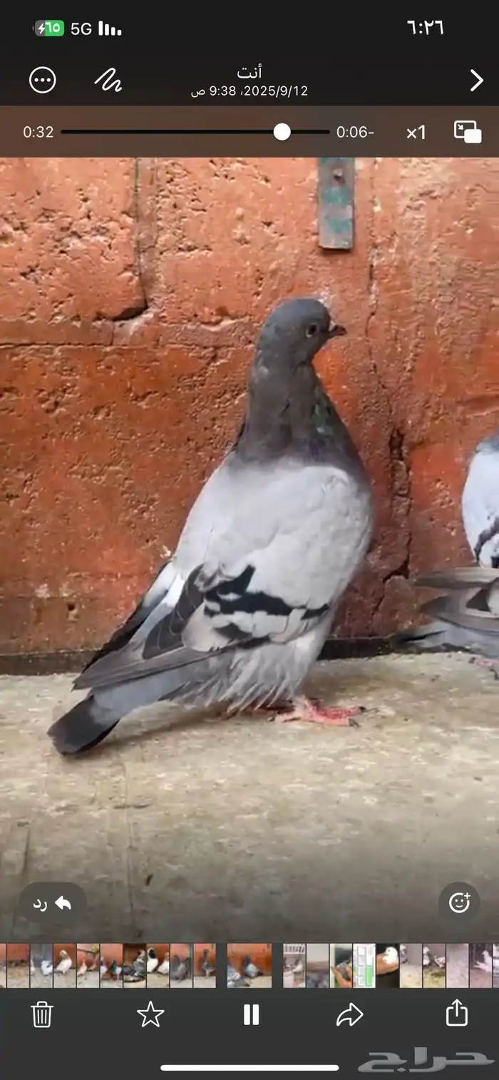 اجواز وفرايد حمام 2