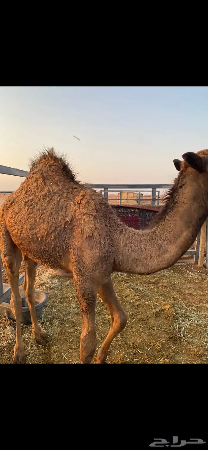 حاشي لباني فل شحم 0