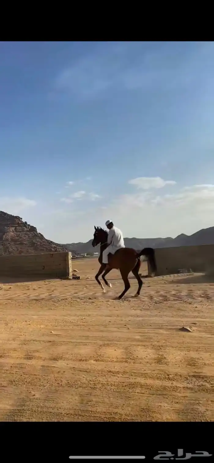 فرس شعبي عربيه كفو 0