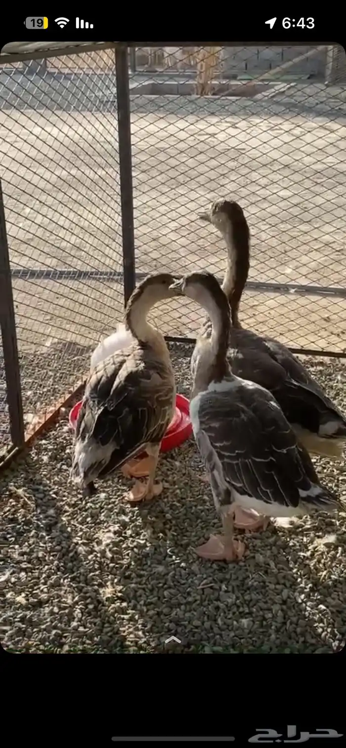 وز عراقي 0