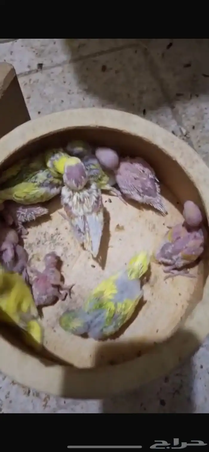 فروخ بادجي للبيع 10