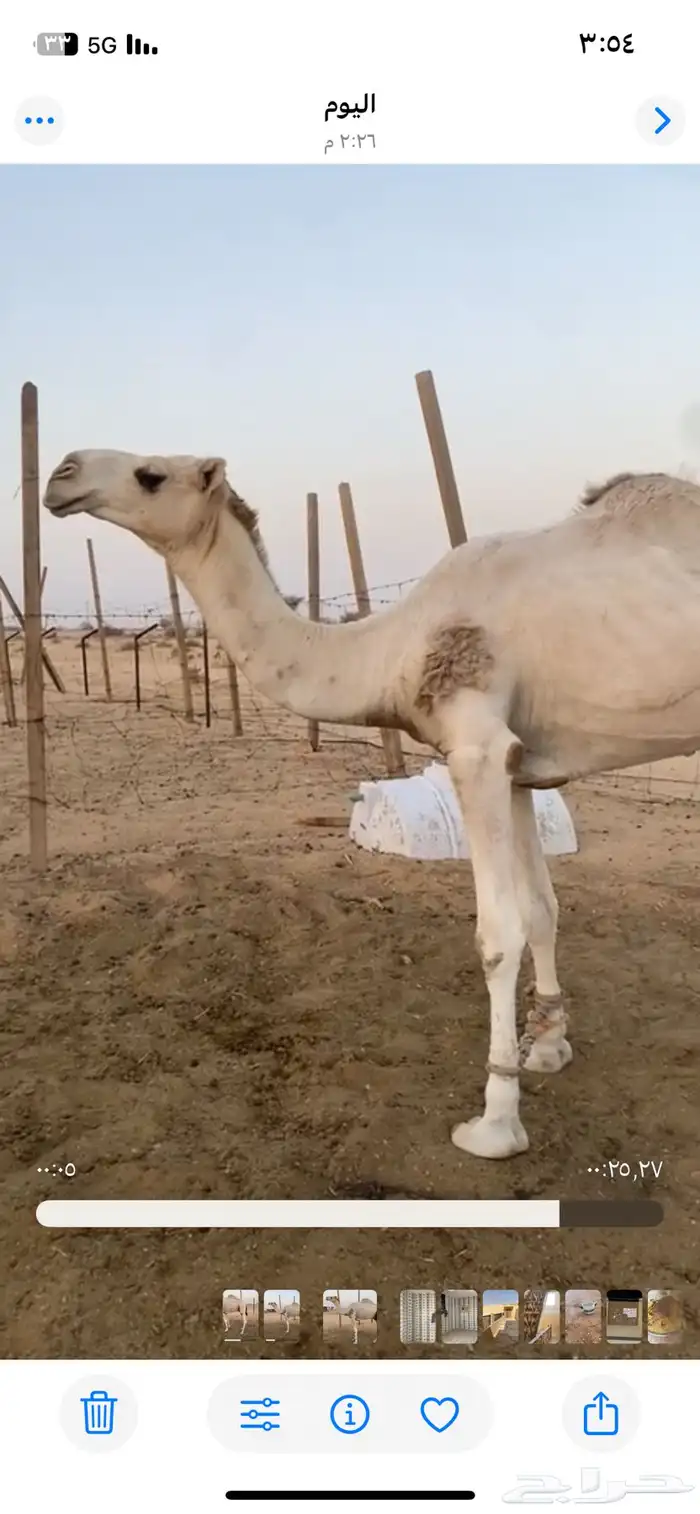 قعود جذع 1