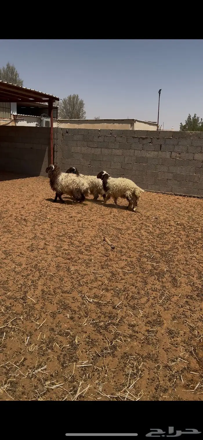 ذبايح طليان نعيم جذعان 3 2