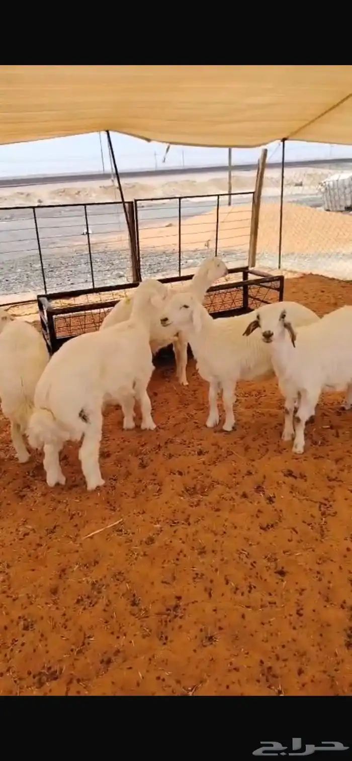 ذبايح ذبائح 10