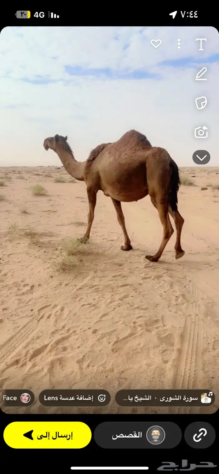 ناقه صفر ملاقي 0