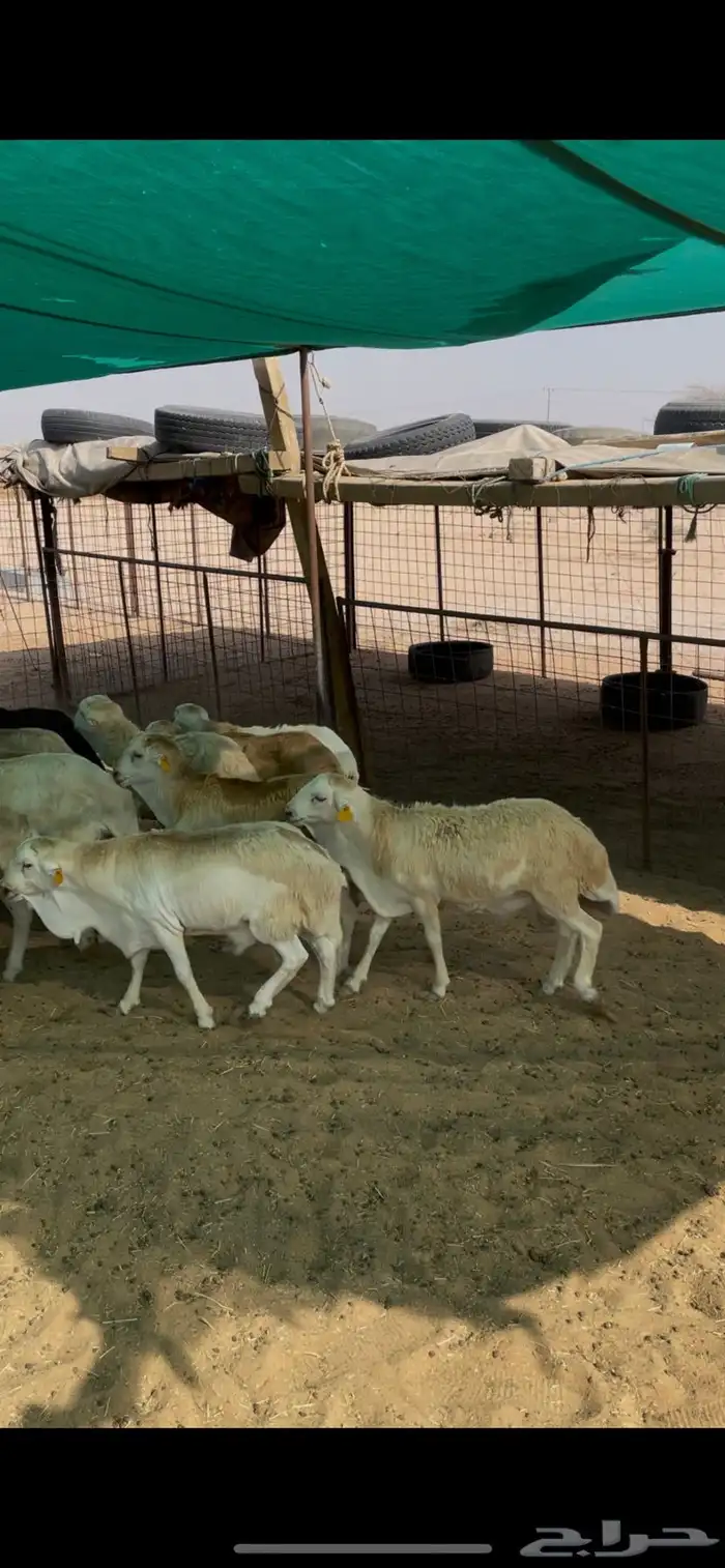 رفيد جذعان مرابي 0