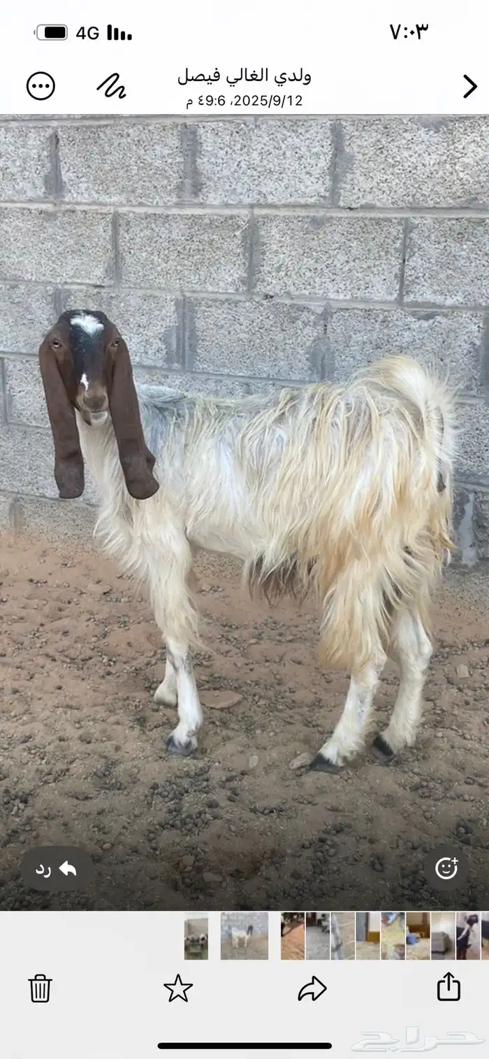 عنز خصم للبيع 3