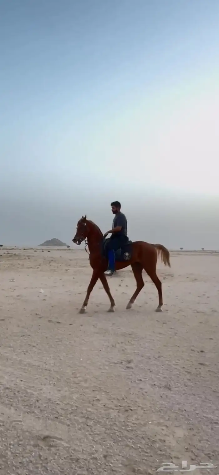 حصان عربي ( واهو ) 4