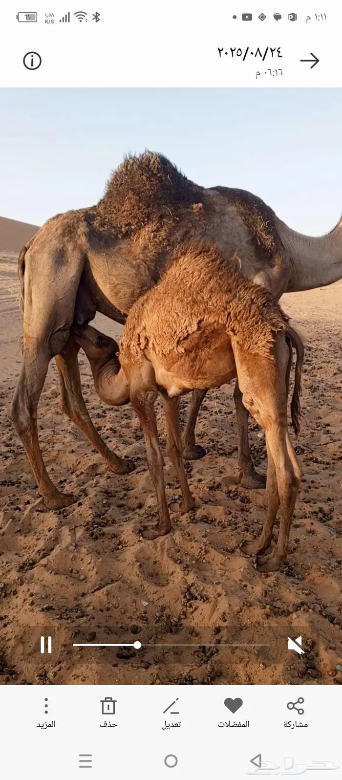 قعدان لبانيه طيبه للبيع 0