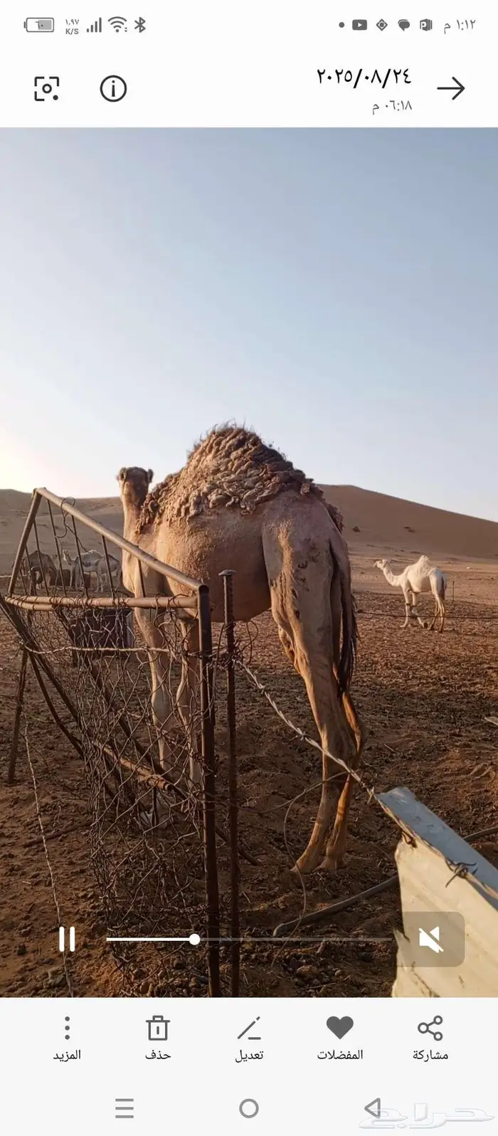 قعدان لبانيه طيبه للبيع 2
