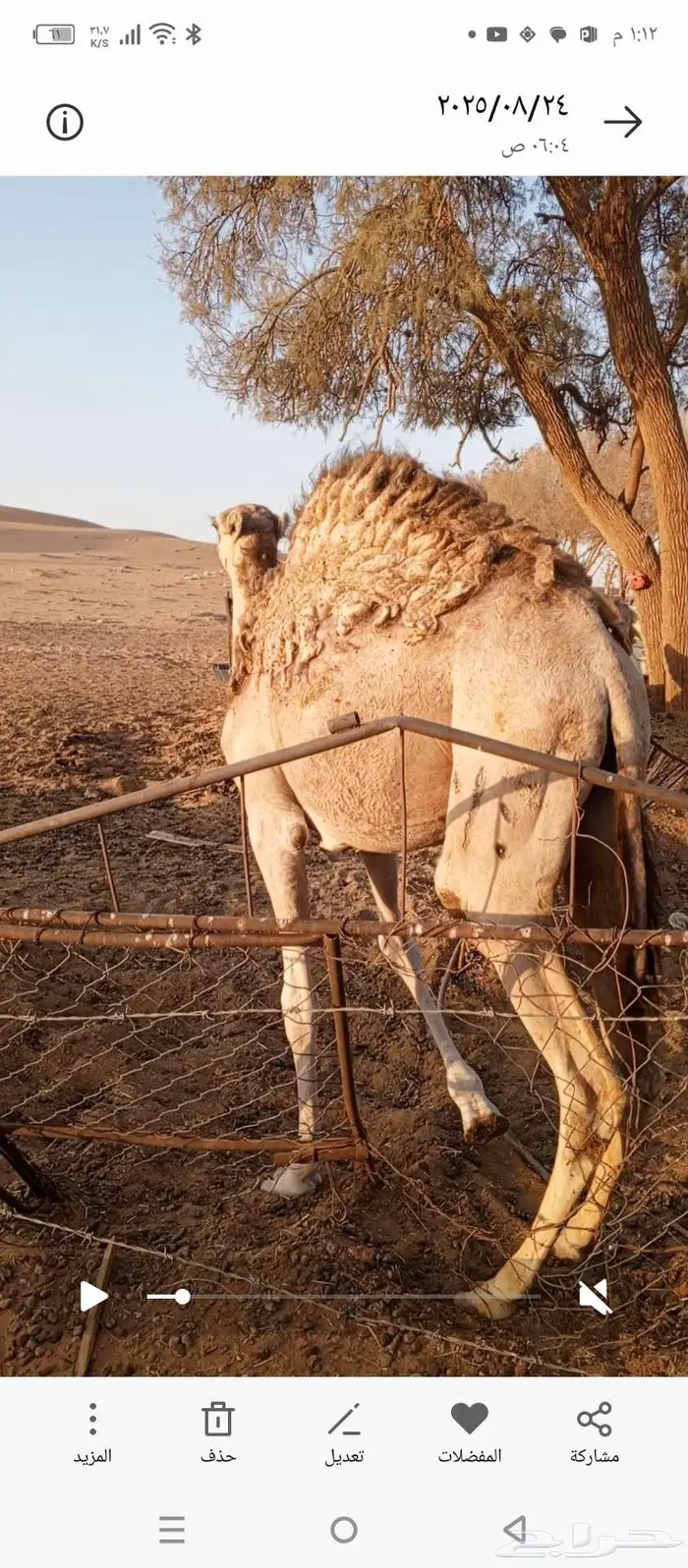 قعدان لبانيه طيبه للبيع 1