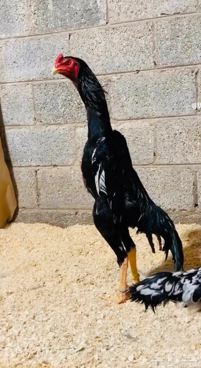فروخ شامو الماني هزاز 6
