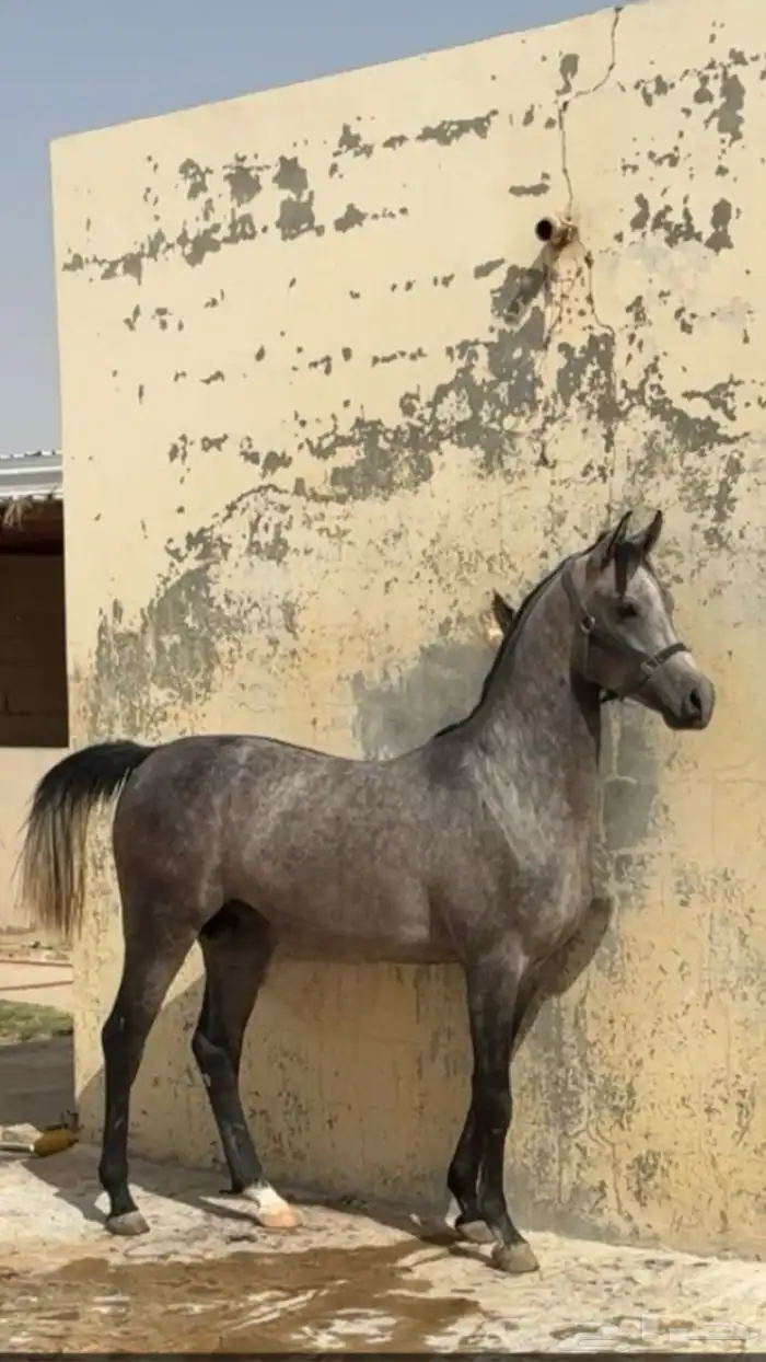 مربط المميز للايواء 4