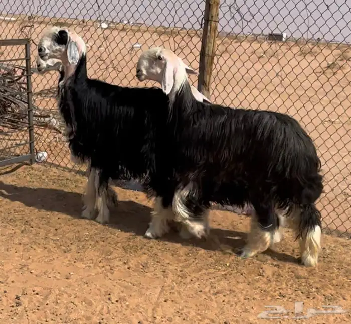 للبيع نجد خصم متبع ورخال 2