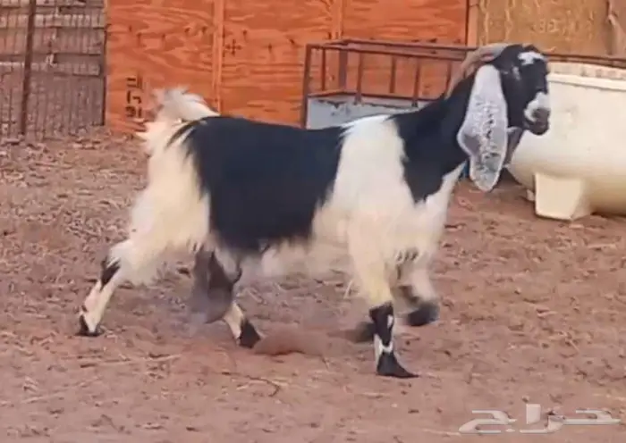 ( تم البيع ) عنز والد فاخره معها تيس وجفره صنف 4