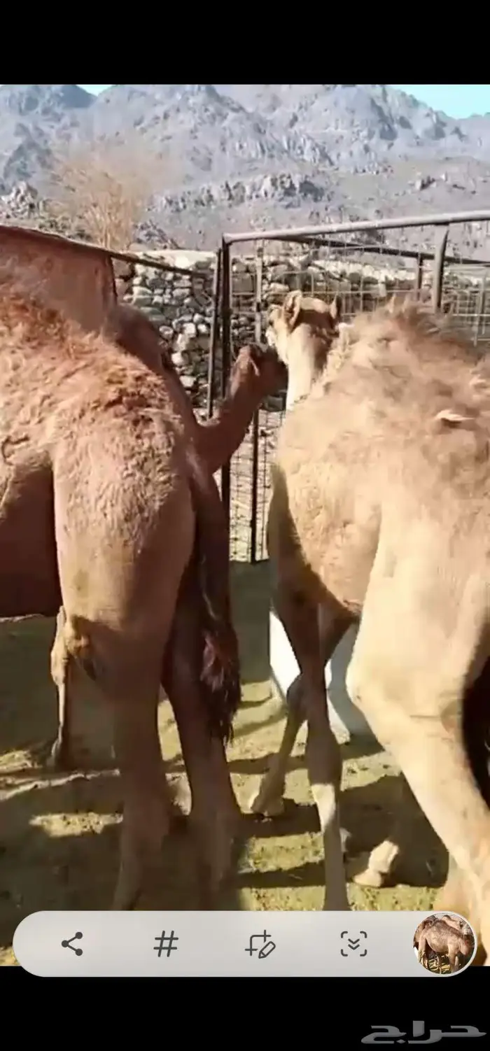 حشو قعدان عدد 5 3