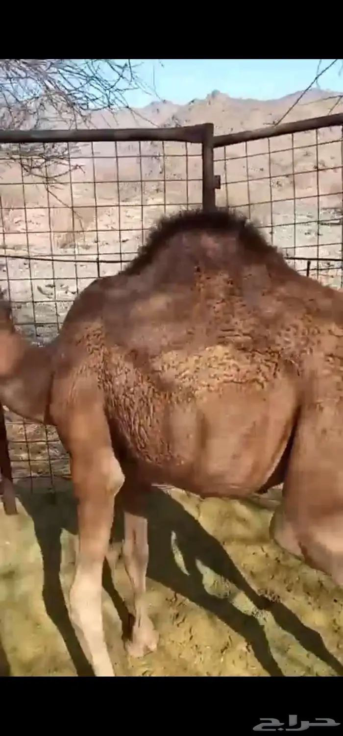 حشو قعدان عدد 5 0