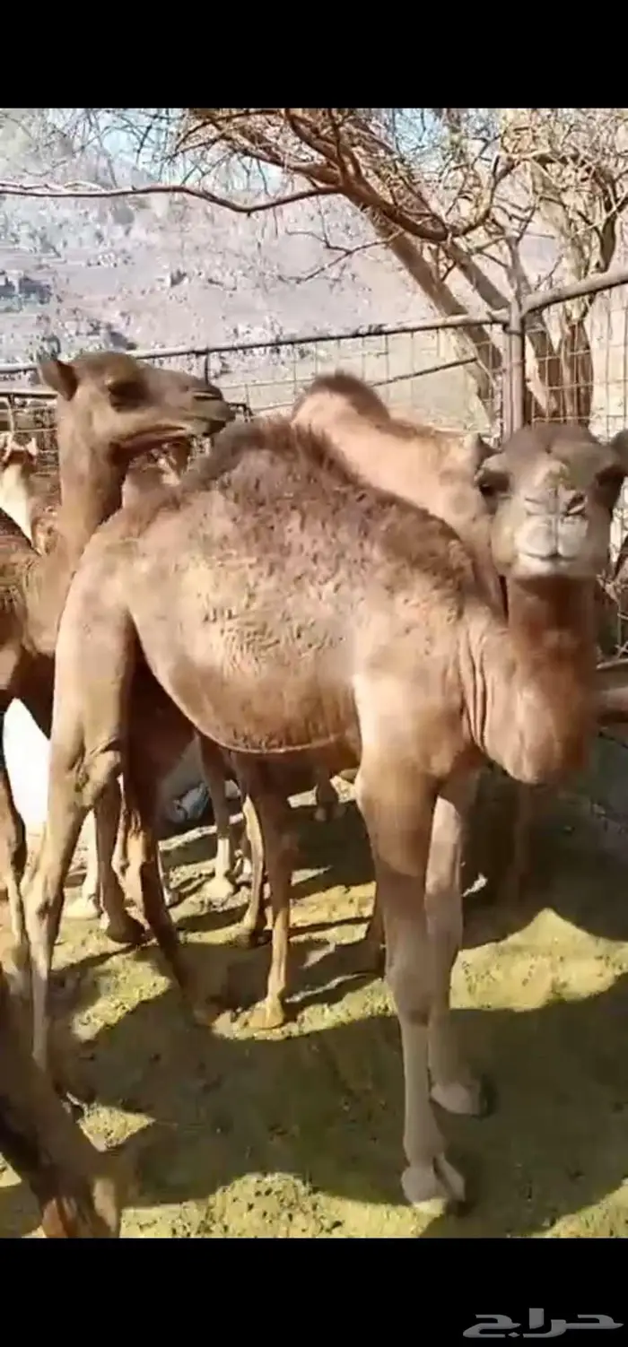 حشو قعدان عدد 5 4