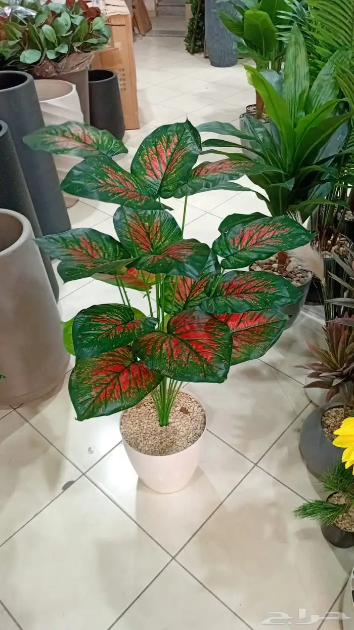 تنسيق الحدائق 8