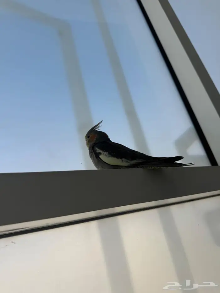 فروخ كروان ( كوكتيل ) 0