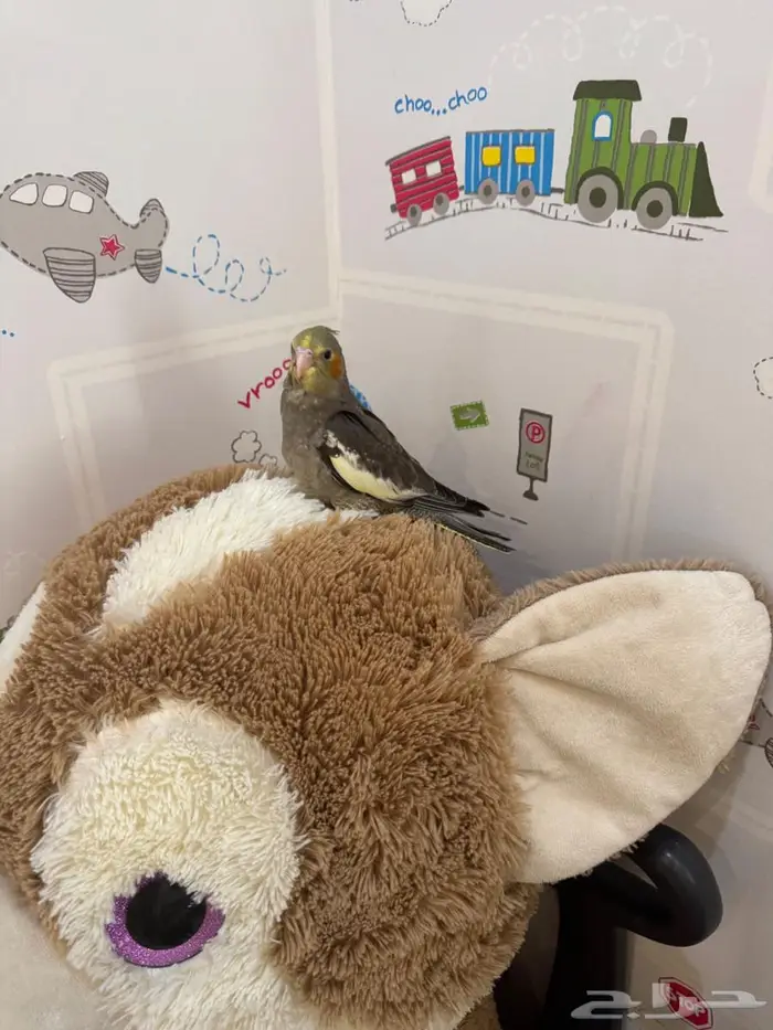 فروخ كروان ( كوكتيل ) 4