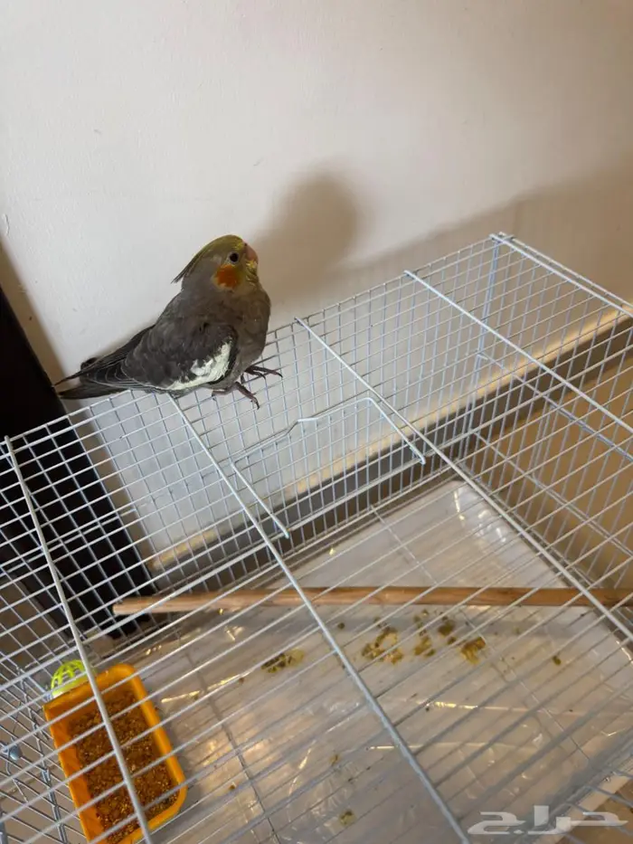 فروخ كروان ( كوكتيل ) 3