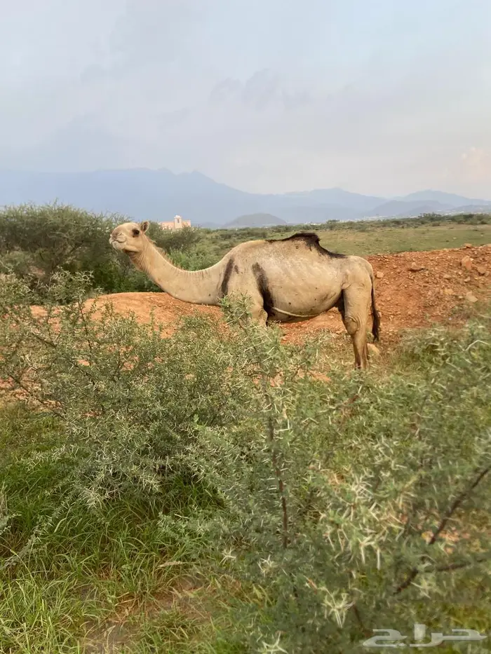 ناقة للبيع 1