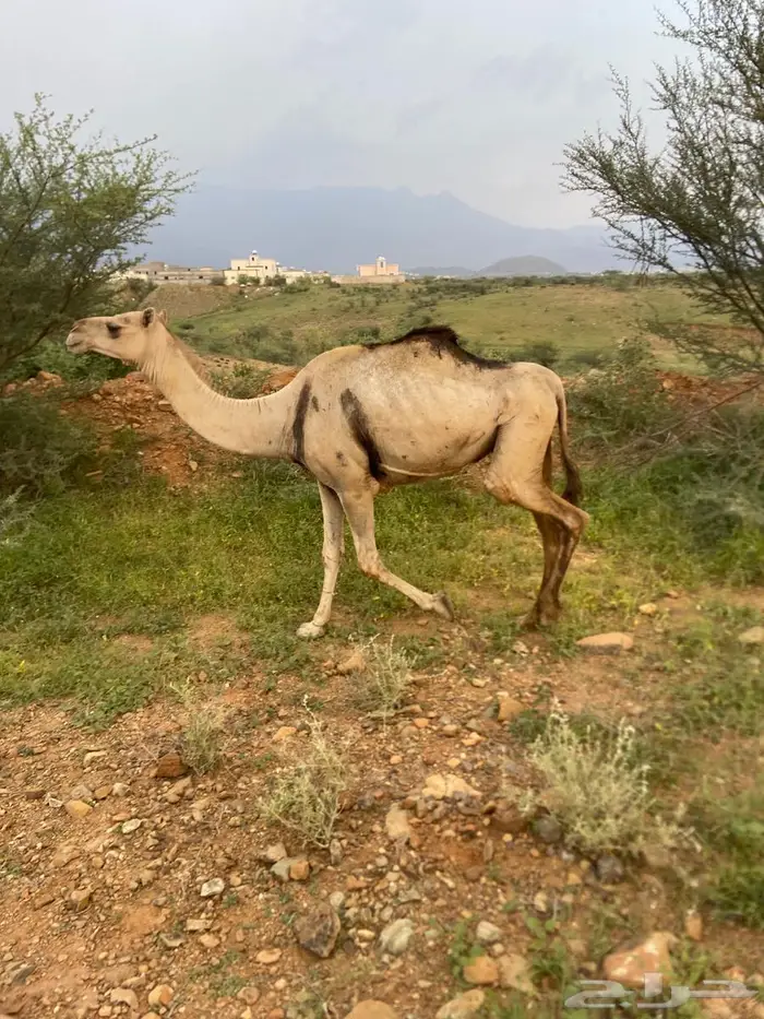 ناقة للبيع 0