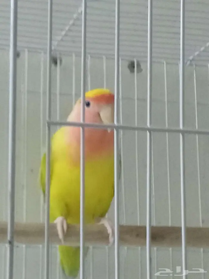 أنثى روز جاهزه 0