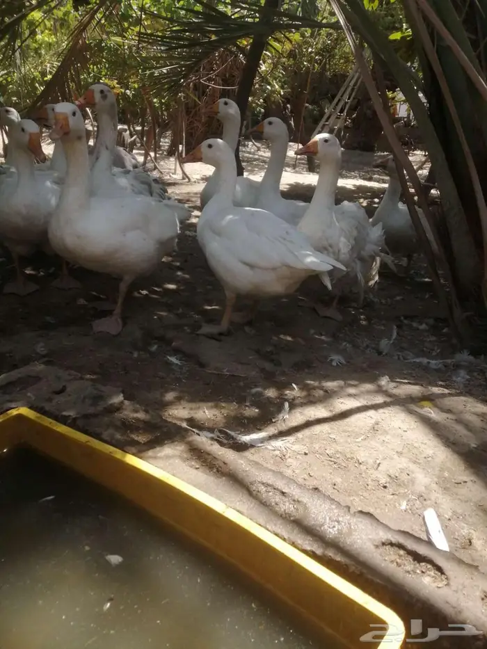 وز هجين مفتل سيباستبول 2