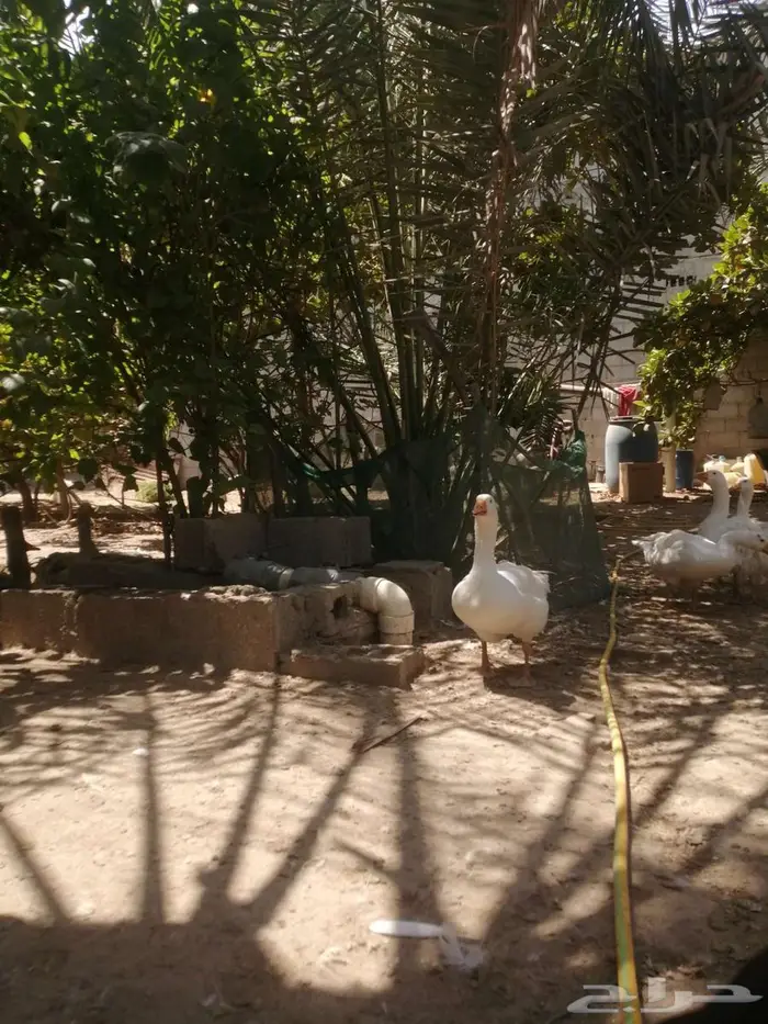 وز هجين مفتل سيباستبول 10