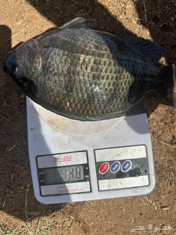 سمك بلطي احجام من 350 الى 500 0