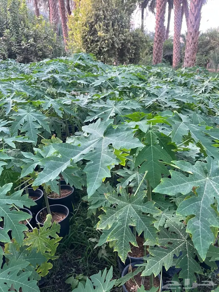 بابايا تايلندي در ليدي العدد 1000 1