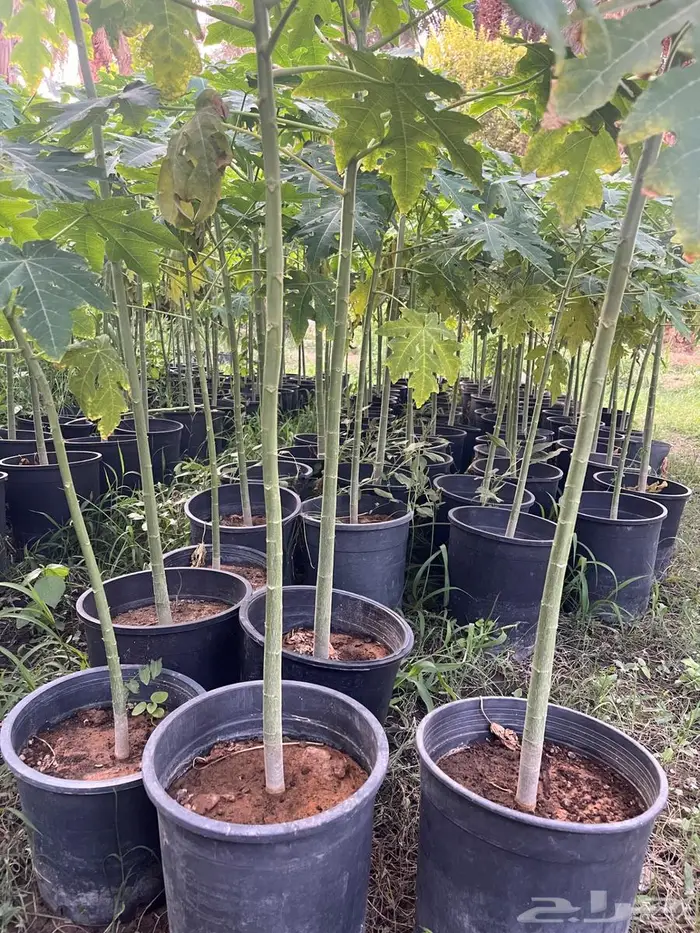 بابايا تايلندي در ليدي العدد 1000 0