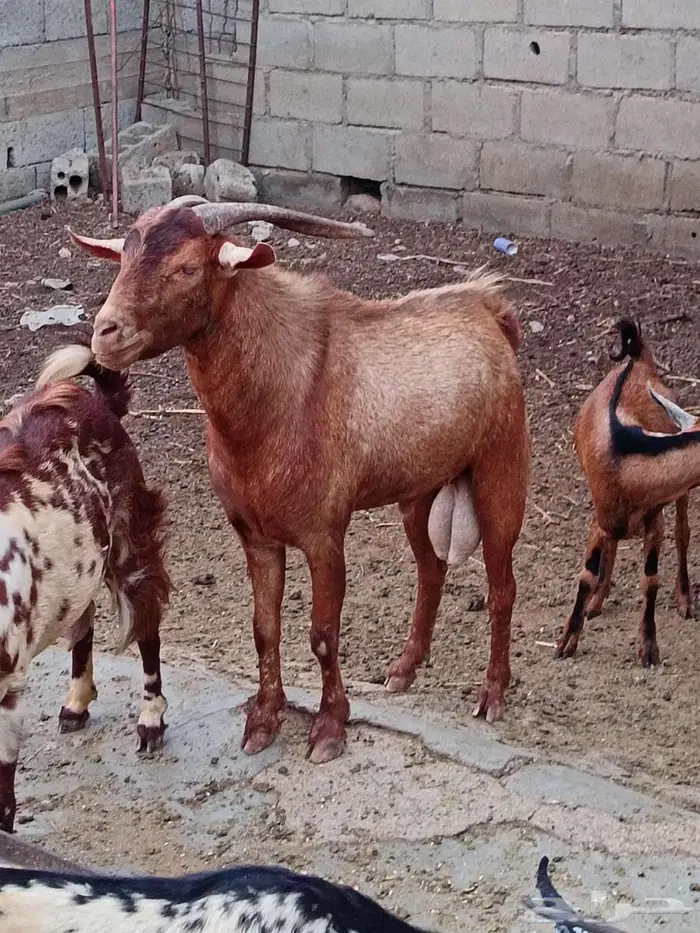 تيس جنوبي فحل فاخر 2