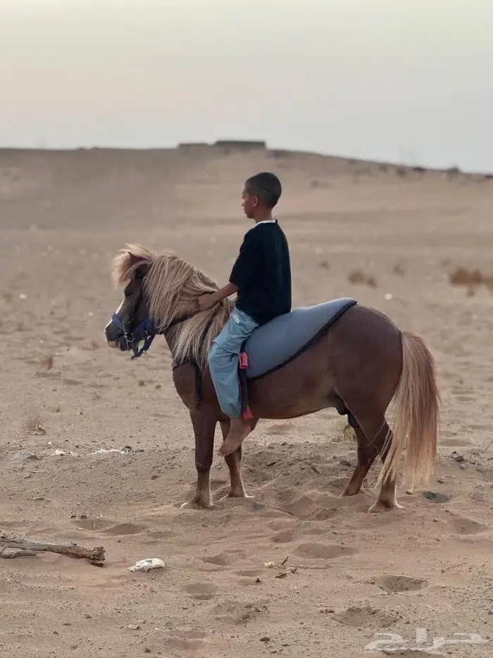 خيل 2