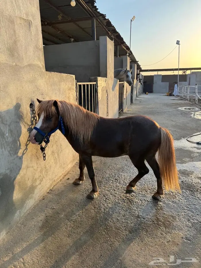 خيل 3