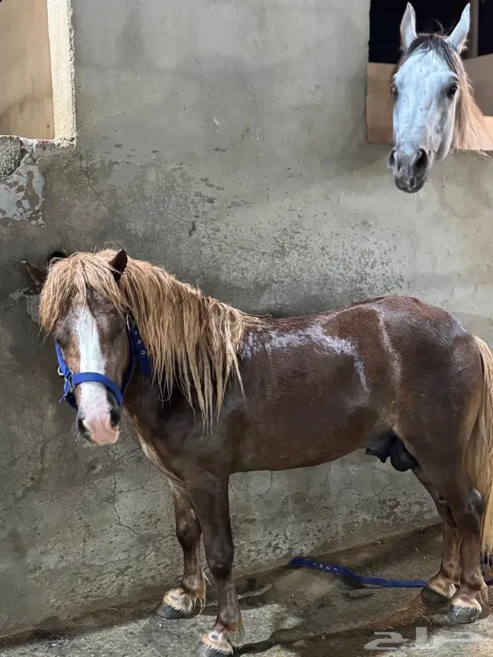 خيل 0